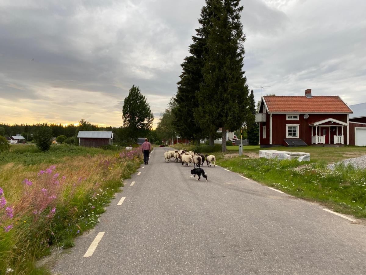 Newly Built Apartment Next Door To The Sheep Norrfjarden Екстер'єр фото
